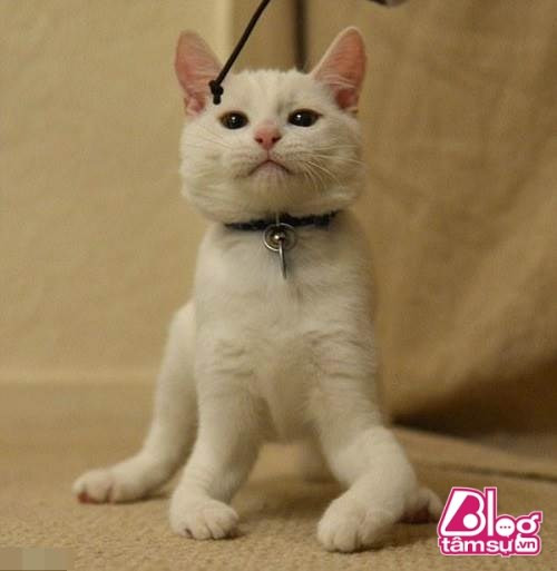 Những hình ảnh về chú mèo có tên Harvey sẽ khiến không ít người bất ngờ, thậm chí nhầm tưởng rằng nó đang di chuyển trong một tư thế không thoải mái. Tuy nhiên, đây lại là cách đi dễ dàng nhất của chú mèo xinh này. Từ khi sinh ra, Harvey đã không hề có xương chân trước. Chính vì vậy, nó đã học cách đi bằng khuỷu của mình và thậm chí di chuyển nhờ 2 chân sau.