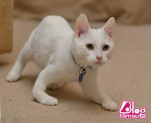 Theo bác sĩ thú y cho biết, con mèo đã bị dị tật bẩm sinh. Kết quả chụp X-quang cũng cho thấy, xương trụ và xương quay của mèo bị khiếm khuyết.