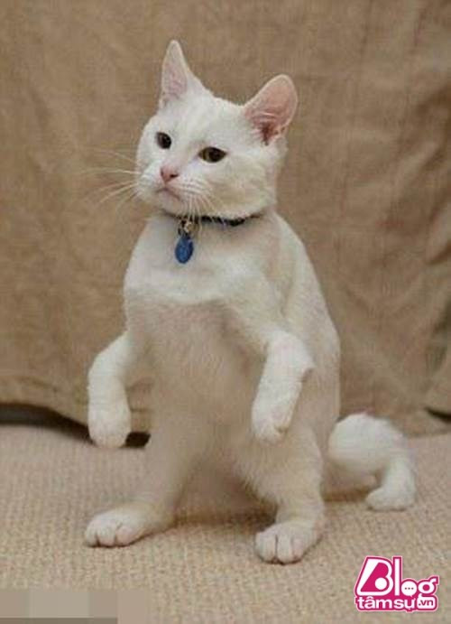 Hiện tại nó vẫn đang chờ một ca phẫu thuật thay thế phần xương bị mất bằng một thanh kim loại để có thể dễ dàng di chuyển hơn. Bên cạnh đó, chú mèo vẫn đang được sống trong Trung tâm Bảo vệ động vật và mèo chi nhánh Glasgow, Scotland.