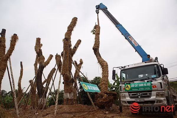 Sau khi ươm tại vườn, điều quan trọng nhất là phải nghiên cứu sử dụng thuốc chống nấm mối, chống sâu bệnh từ đất để đảm bảo cho cây sinh trưởng tốt, phát triển nhanh.