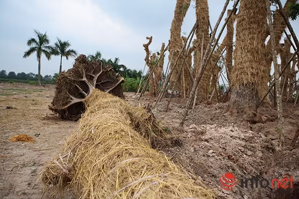 Theo kế hoạch ban đầu, số cây này sẽ được đưa về vườn ươm Văn Giang (Hưng Yên)...