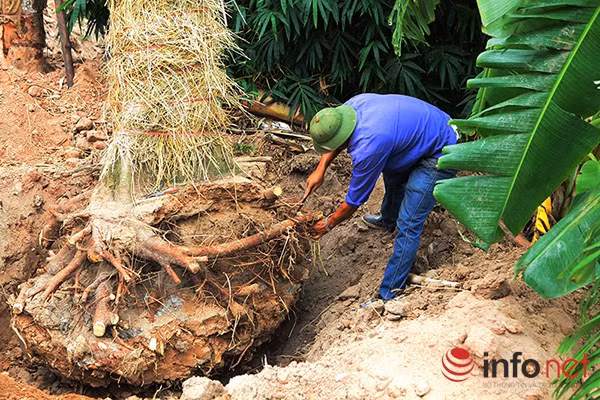 Giải thích về sự thay đổi này, ông Trần Nam Mừng - Phó TGĐ Cty Beepro cho biết: "Qua quá trình khảo sát, nhận thấy vườn ươm tại xã Văn Giang có thảm thực vật mỏng, mật độ vi sinh trong đất kém và độ pH cao, không phù hợp để chăm sóc cây. Do đó chúng tôi quyết định di dời cây Kim Mã về xã Đa Tốn, nơi trước đây từng là vườn táo nay được phá bỏ để làm vườn ươm cây Kim Mã".