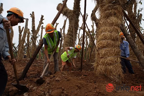 Ông Mừng cho biết thêm, một vườn cây đang phát triển tốt, có nghĩa là nơi đó mật độ vi sinh và độ pH phù hợp cho việc phục hồi của rễ cây.