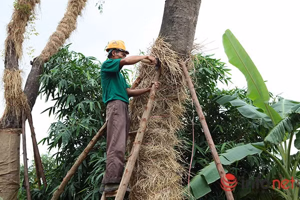 Ngoài chăm sóc cây, việc gia cố để cây đứng vững sau khi ươm cũng là công đoạn được đặc biệt chú ý. Trong ảnh: Công nhân đang gia cố cho từng cây cổ thụ sau khi ươm xuống vườn.