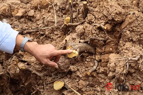 Sau khi di dời, cây sẽ không còn tán để bảo vệ khỏi tia bức xạ mặt trời, bộ rễ chưa phát triển cũng khiến việc hút nước bị hạn chế nên đơn vị thi công đã phải sử dụng rơm, bao tải bọc quanh để tránh ánh nắng, giúp giữ nước và giảm thiểu sự thoát nước từ thân cây.