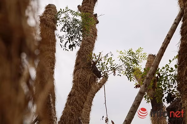 Đại diện đơn vị thi công cho biết, mặc dù việc di dời cây ban đầu gặp nhiều khó khăn cả về thời tiết lẫn địa thế trồng cây thế nhưng đến nay sau khi đánh chuyển và chăm sóc thành công, tỉ lệ sống sót của các cây lên đến 100%, vượt xa so với dự kiến ban đầu.