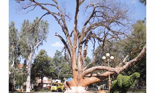 Cay di san trong Bao tang Dak Lak bi chet dan do nam
