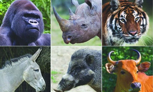 Voi ho su tu… co the tuyet chung vao nam 2100