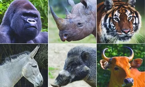 Voi ho su tu… co the tuyet chung vao nam 2100