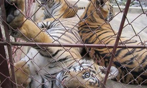 Vo “trum” buon ban ho duoc nuoi ho: Dung quy trinh...