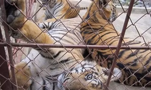 Vo “trum” buon ban ho duoc nuoi ho: Dung quy trinh...