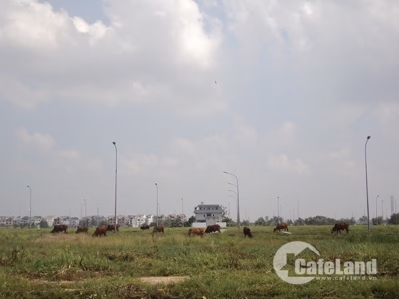 Không chỉ tại dự án Bắc Rạch Chiếc, tình trạng các khu đô thị “ma” đã trở thành nỗi ám ảnh lớn tại khu Đông TP.HCM. Mặc dù được thừa hưởng lợi thế hạ tầng được đầu tư bài bản song không ít dự án khu dân cư, đô thị được xây dựng nhiều năm trời vẫn chìm trong cỏ dại. Nhiều dự án tầm cỡ, được đầu tư hệ thống hạ tầng, điện nước đầy đủ song vẫn không thoát khỏi số phận bị bỏ hoang. Theo một cò đất tại khu vực này cho biết, phần lớn người mua đất nền tại các dự án là để đầu tư chờ khi đất lên bán lại chứ rất ít ai mua để ở thật. “Mặc dù nói là phát triển song cơ sở hạ tầng những khu vực này vẫn đang trong giai đoạn xây dựng chưa hoàn thiện, vị trí cũng khá xa so với trung tâm thành phố, dân cư thưa vắng, các tiện ích như chợ, trung tâm mua sắm, trường học, bệnh viện chưa theo kịp nên rất ít người mua để ở liền”.