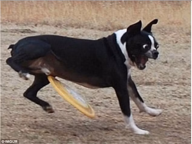 Biểu cảm ấn tượng của chú chó khi gặp phải tình huống éo le.