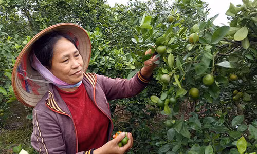 Ai da xui dan pha lua, trong quat o Hai Duong?