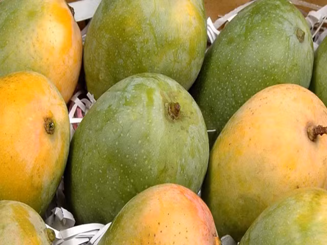 Được biết, chuỗi cung ứng nông sản của Ấn Độ là một trong những nguồn hoa quả đáng tin cậy nhất, dự trữ xoài tươi cả năm từ Cộng hòa Dominica, Mexico và nhiều nơi khác.