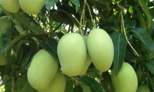 Xoai giup ban chong beo ngua tieu duong the 2