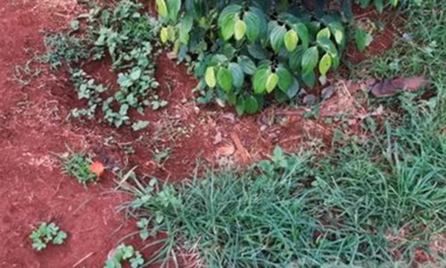 Phat hien thi the 1 phu nu voi con dao tren nguc