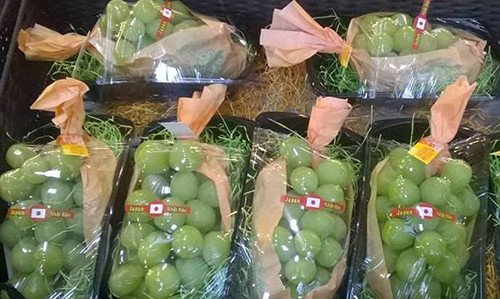 Sot xinh xich nho xanh khong hat dat vo dich 1,3 trieu/kg