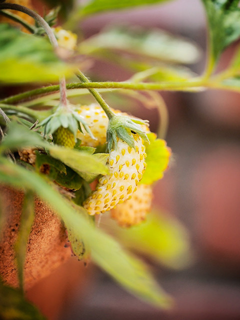 Việc trồng dâu tây vàng gặp khó khăn hơn rất nhiều so với các loại dâu tây trắng, đỏ thường thấy. Tuy nhiên, không khó để bạn có thể sở hữu những chậu dâu tây vàng độc lạ này nếu làm theo cách dưới đây: