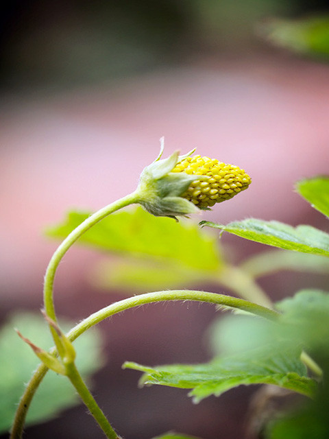 Về bón phân, dâu tây cần được cung cấp dưỡng chất tự nhiên bằng cách bón thêm phân vi lượng, bạn có thể chọn phân NPK, phân chuồng để tăng cường chất dinh dưỡng cho cây nhiều hơn.