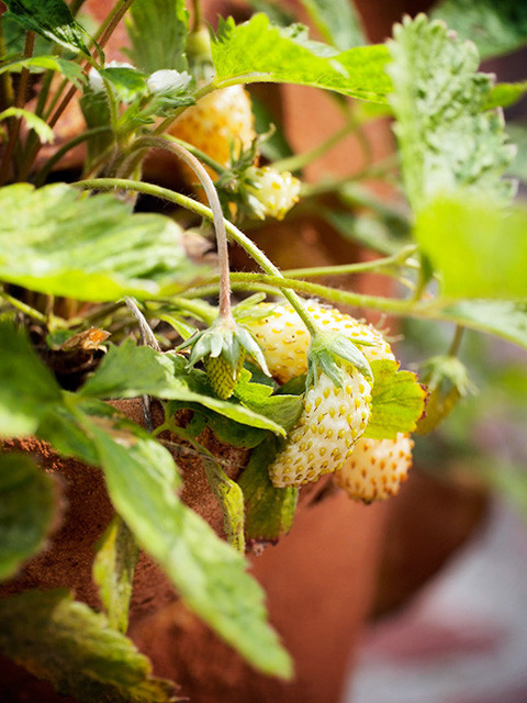 Do màu sắc không nổi bật và không to như dâu tây đỏ, những trái dâu tây vàng nhỏ nhắn thường ít bị các loài chim ăn trái "để ý", vì cho rằng trái chưa chín.