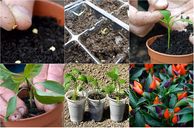 Đây là thời điểm rất thích hợp để trồng ớt. Tùy thuộc vào khẩu vị của gia đình mà bạn có thể chọn các loại ớt trồng phù hợp như ớt búng, ớt hiểm, ớt sừng trâu, chỉ thiên,…Lưu ý, trước khi trồng, cần làm đất tơi xốp, bón lót các loại phân để cây sinh trưởng trong điều kiện tốt. Xử lý hạt ớt bằng nước ấm trong 30 phút, hong khô dưới nắng, gieo hạt vào bầu đã được xử lý thuốc để ngăn ngừa mầm bệnh.