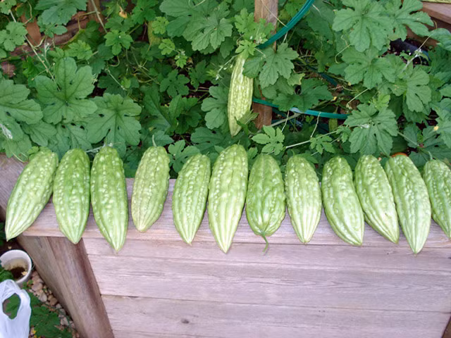 Cần tưới nhiều nước cho cây, nhất là giai đoạn ra hoa và tạo quả. Bạn cũng có thể bón lót cho cây lúc mới trồng và bón thúc cho chúng vào mỗi thời điểm quan trọng. Kể từ khi gieo trồng đến lúc quả trưởng thành chỉ mất khoảng 2 tháng. Khi cây ra quả, cứ 2 đến 3 ngày là bạn có thể có trái để dùng.