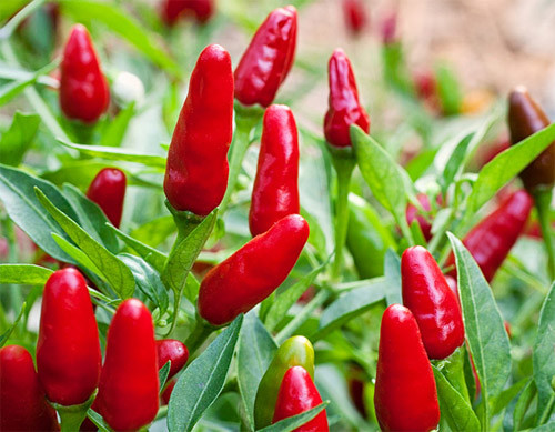 Khi cây có từ 4-5 lá thật thì chuyển cây con ra trồng. Ớt cho thu hoạch 35 - 40 ngày sau khi trổ hoa.