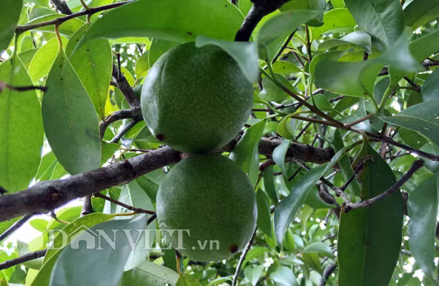 Vỏ bứa rừng khá dày và phần ruột bên trong được chia thành nhiều múi, với hạt khá to và lớp cơm mỏng. Tuy mọc hoang, không ngon bằng nhiều loại quả, trái trồng khác và chỉ để ăn chơi cho vui, thế nhưng vị ngọt lẫn chua chua của nó đã thu hút không ít người, đặc biệt là lũ trẻ con.