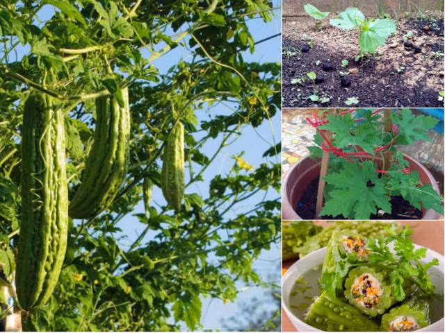 3. Mướp đắng Cũng giống như mướp hương, mướp đắng (khổ qua) cũng là loại cây dễ trồng, dễ sống, nhưng để đạt được hiệu quả cao nhất, bạn hãy trồng cây trên đất cát pha giàu chất hữu cơ tơi xốp. Để có những hạt giống mướp đắng chất lượng, bạn nên chọn những quả mướp đắng to, mập và cầm chắc tay. Ngoài ra, bạn có thể mua hạt giống mướp đắng tại các cửa hàng hạt giống uy tín. Sau khi gieo hạt, khoảng 5 ngày hạt giống sẽ bắt đầu nảy mầm và vươn lên cao. Sau khoảng 3 tuần cây đạt chiều cao khoảng 10 đến 15cm và đã ra 2, 3 lá thật.