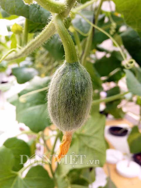 Khi phát hiện cây bị bệnh nặng, anh cho biết, cần phát hiện sớm và huỷ bỏ cây để tránh lây lan bệnh sang các cây khác. Đặc biệt để đảm bảo có được những trái dưa tươi ngon, an toàn nhất có thể, anh Anh Vũ cực kỳ hạn chế sử dụng thuốc hóa học ảnh hưởng đến chất lượng trái.