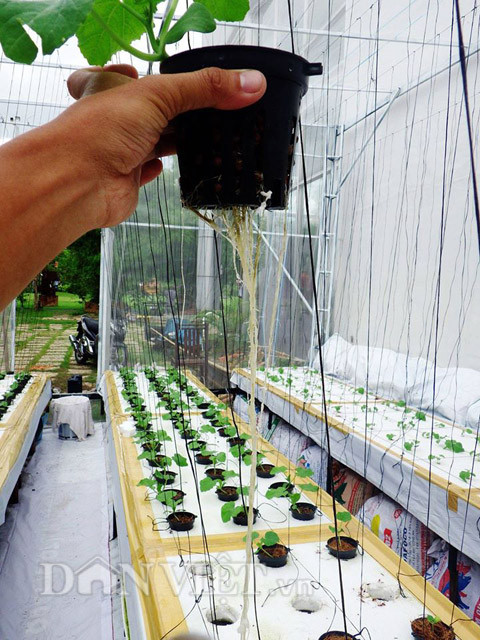 Chỉ cần đặt hạt giống đã nứt nanh vào ống thủy canh, cây con cần ánh sáng nhẹ, nhiệt độ vừa phải nên cần chọn vị trí hợp lí đặt cây giống, dung dịch được bơm tuần hoàn để cung cấp chất dinh dưỡng cho cây sinh trưởng và phát triển.