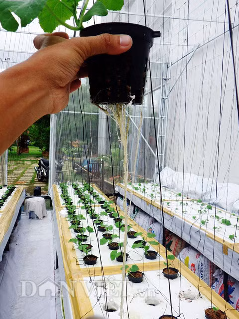 Chỉ cần đặt hạt giống đã nứt nanh vào ống thủy canh, cây con cần ánh sáng nhẹ, nhiệt độ vừa phải nên cần chọn vị trí hợp lí đặt cây giống, dung dịch được bơm tuần hoàn để cung cấp chất dinh dưỡng cho cây sinh trưởng và phát triển.