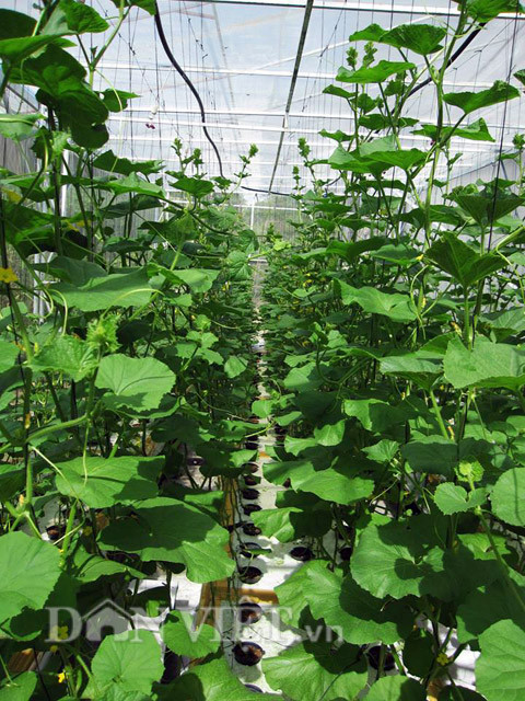 Ở giai đoạn này, anh tăng nồng độ kali để quả có độ ngọt cao hơn.