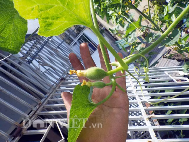 Anh Vũ thường chọn những quả dưa đẹp nhất để lại và ngắt bỏ các quả còn lại để chất dinh dưỡng tập trung nuôi quả được tốt.