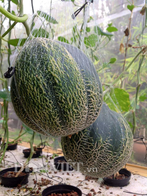 Anh Vũ cho hay, trồng thủy canh tưởng tốn kém nhưng thực ra lại không phải như vậy. Phương pháp trồng thủy canh giúp anh vận động tối ưu được hệ thống máy móc, không mất nhiều công sức lao động và đặc biệt rất phù hợp với những người bận rộn như anh.