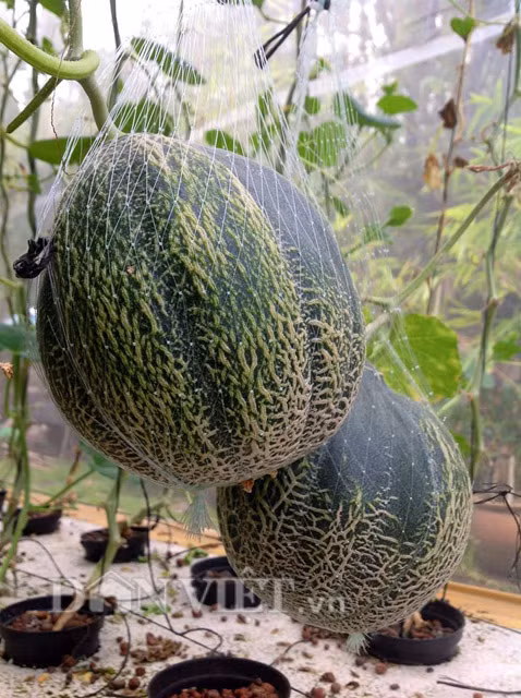 Anh Vũ cho hay, trồng thủy canh tưởng tốn kém nhưng thực ra lại không phải như vậy. Phương pháp trồng thủy canh giúp anh vận động tối ưu được hệ thống máy móc, không mất nhiều công sức lao động và đặc biệt rất phù hợp với những người bận rộn như anh.