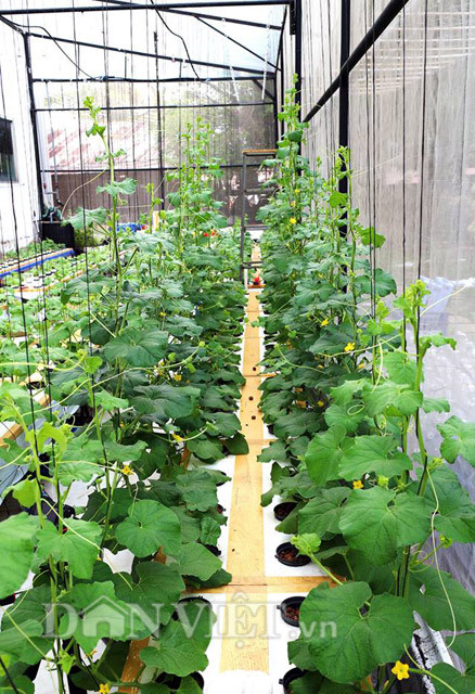 Để thiết kế hệ thống trồng thủy canh cho 40m2, anh Vũ sử dụng hệ thống lưới bao bọc xung quanh, đầu tư hệ thống, thùng xốp, kệ, nối dây chứa chất dinh dưỡng đi nuôi cây theo hướng thẳng đứng để khu vườn có mỹ quan hơn.