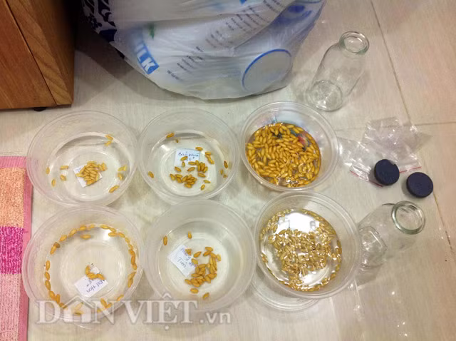 Chia sẻ về bí quyết trồng dưa lưới bằng phương pháp thủy canh, anh Vũ cho hay, để trồng được dưa trong nhà phố cho năng suất cao, yếu tố tiên quyết đó là chất lượng hạt giống.