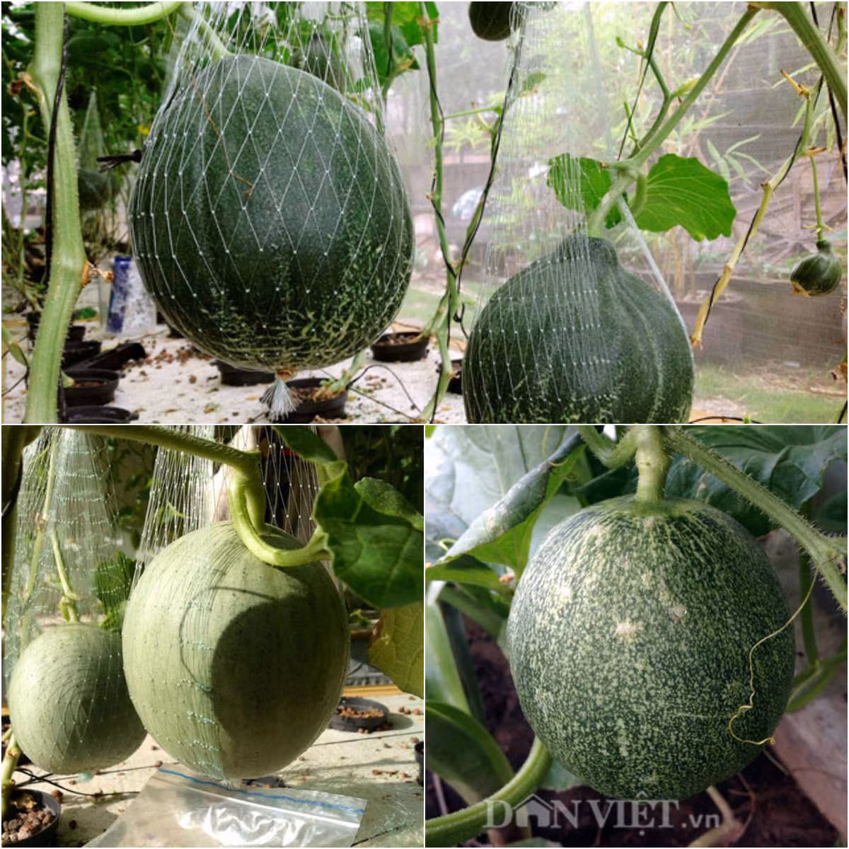 Do mới trồng năm đầu tiên thử nghiệm nên anh Anh Vũ (Jacky Chiêm) cho rằng vườn dưa 40m2 vẫn còn chưa tối ưu hết được về cả năng suất và chất lượng.