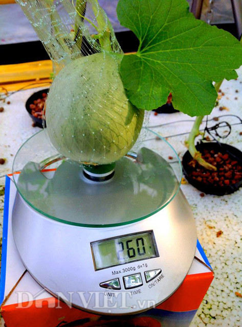 Và không phụ lòng mong mỏi của anh, lứa dưa lưới trồng thử nghiệm đầu tiên đã cho kết quả đáng khâm phục khi mang về 2 tạ dưa lưới chiến lợi phẩm đầu tiên.