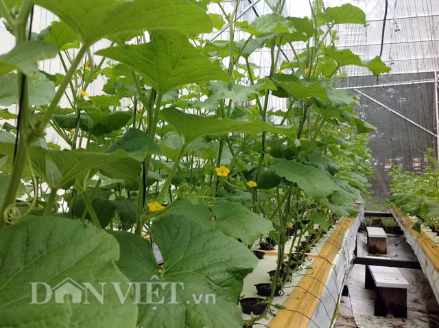 Một bí quyết riêng mà anh Anh Vũ tiết lộ, đó là để trái dưa được ngọt, trong quá trình trồng, tùy vào từng giai đoạn mà cần xử lý nồng độ chất dinh dưỡng trong dung dịch nuôi cây thủy canh hợp lý.