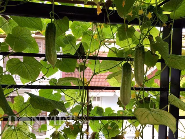 Khi cây dưa chuột trong thời kỳ trổ hoa, lưu ý không để cho cây bị khô hạn. Trong giai đoạn này cây đã khá cứng cáp (không bị chết khi tưới nước quá nhiều). Nên sử dụng loại chậu/bình hay khu vực đất trồng có hệ thống thoát nước hợp lý, khoa học. Bạn càng thu hoạch nhiều dưa chuột thì cây càng phát triển nhanh hơn.