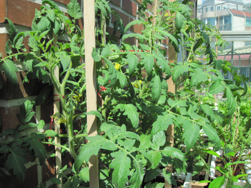 Sau khi ra 4-5 lá thật, khoảng 20-25 ngày sau cây lớn và phát triển hơn, bạn có thể tiến hành làm giàn. Tùy thuộc vào địa hình trồng cây để bạn có thể làm giàn thích hợp, đơn giản nhất là làm hàng rào hoặc buộc dây lên cao. Sau hơn 2 tháng từ lúc trồng, bạn sẽ thấy xuất hiện những chùm quả đầu tiên.