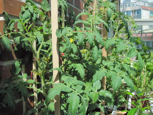 Sau khi ra 4-5 lá thật, khoảng 20-25 ngày sau cây lớn và phát triển hơn, bạn có thể tiến hành làm giàn. Tùy thuộc vào địa hình trồng cây để bạn có thể làm giàn thích hợp, đơn giản nhất là làm hàng rào hoặc buộc dây lên cao. Sau hơn 2 tháng từ lúc trồng, bạn sẽ thấy xuất hiện những chùm quả đầu tiên.