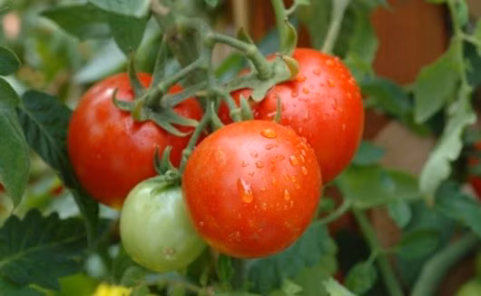 Khác với việc mua ngoài chợ, tự trồng cà chua tại nhà có thể giúp bạn lựa chọn được những giống cà chua có hương vị lạ, ngon và chất lượng hơn nhiều. Ngoài ra, cà chua do tự mình trồng và chăm sóc sẽ giúp bạn hạn chế được những loại thuốc hóa học phun lên quả.