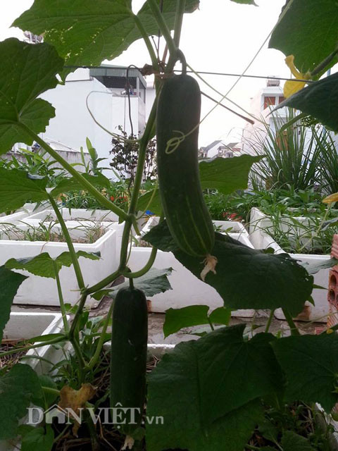 Bạn có thể mua hạt giống dưa chuột hoặc mua cây con có bán sẵn ở các cửa hàng bán cây giống uy tín. Dưa chuột có thể để mọc bò lan trên mặt đất hay mọc leo quanh thân cọc thẳng đứng. Vì thế, nếu diện tích trong nhà bạn chật và hẹp thì bạn vẫn hoàn toàn có thể trồng loại cây này. Lưu ý khi chúng mới ở dạng cây con thì nên tránh tưới nhiều nước để không làm chết cây.