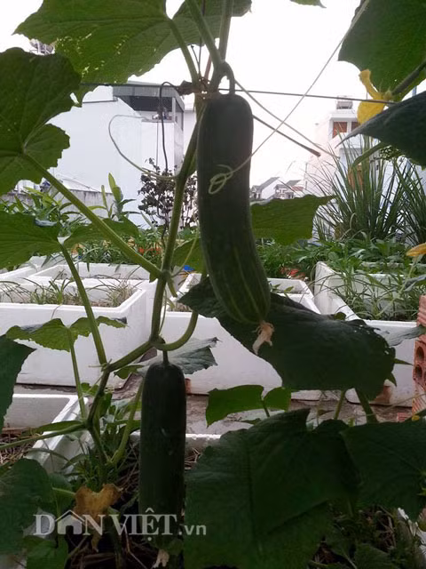 Bạn có thể mua hạt giống dưa chuột hoặc mua cây con có bán sẵn ở các cửa hàng bán cây giống uy tín. Dưa chuột có thể để mọc bò lan trên mặt đất hay mọc leo quanh thân cọc thẳng đứng. Vì thế, nếu diện tích trong nhà bạn chật và hẹp thì bạn vẫn hoàn toàn có thể trồng loại cây này. Lưu ý khi chúng mới ở dạng cây con thì nên tránh tưới nhiều nước để không làm chết cây.