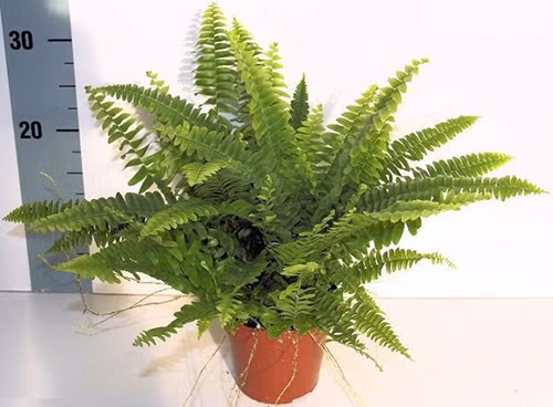 Cây dương xỉ Giống cây này ưa những nơi ẩm và phản chiếu ánh sáng, chúng có khả năng khử chất xylene trong không khí. Nơi thích hợp nhất để trồng loại cây này là trong phòng tắm.