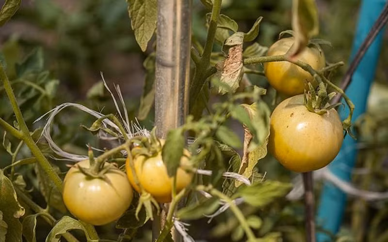 Tỉa nhánh: Tùy thuộc vào giống cây mà để lại số nhánh khác nhau. Thông thường nên để khoảng 2 thân nhánh chính, còn cách nhánh khác nên tỉa bỏ.